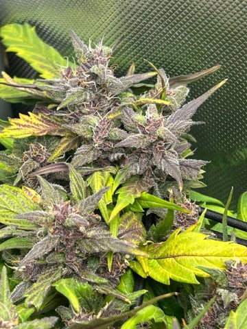 Vanna's Vanilla — auto, day 72