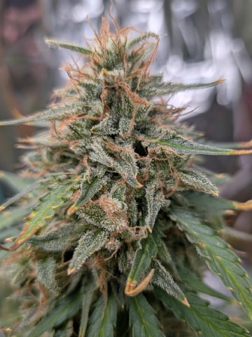Zkittlez (Auto) — flower, day 115