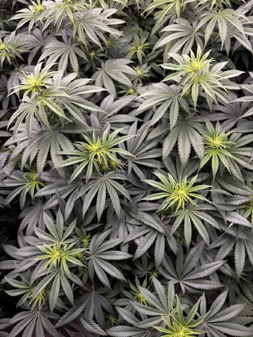 PKB remix/PotG — flower, day 86