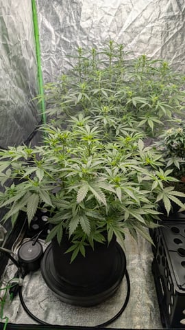 Strawberry Cheesecake Seedsman Seeds Autoflowers x2 — flower, day 43