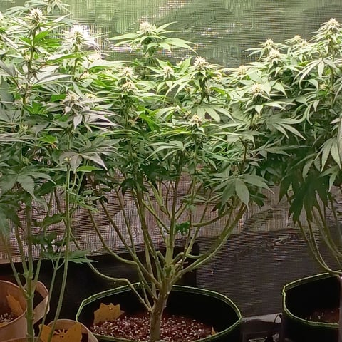 TentPlantLightFan — flower, day 95