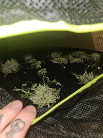 Mango Runtz — harvest, day 85