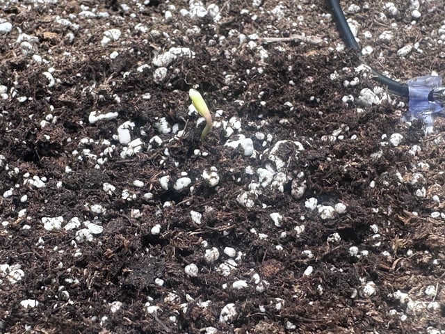 Pine (Auto) 2025 - 0 — seedling_rooting, day 6