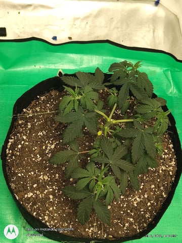 Grow Budz — vegetative, day 37