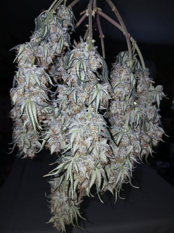 Lsd25, Dosido,GDP All Autos. — grow_setup, day 66