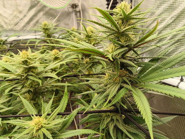 Starfighter/Ohio Guptilla Hybrid — flower, day 9