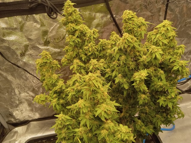 Blueberry critical kush x purple peyote wifi  and one L.a kush cake . — flower, day 75