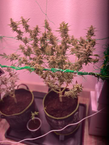 pineapple Express  — flower, day 27