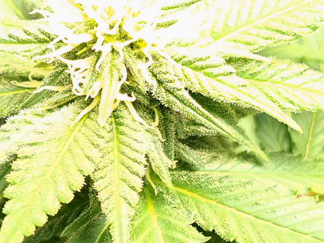 Blue Cheese from Barney's Farm — flower, day 28