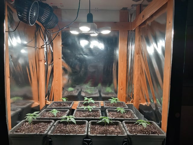 Critical Feminisiert Ganjafarmer  — vegetative, day 19