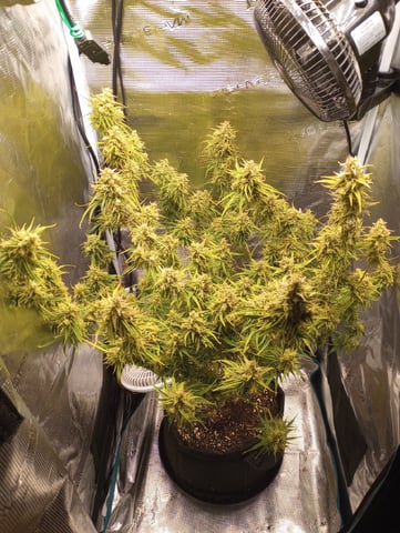 White Widow XXL Auto — flower, day 82