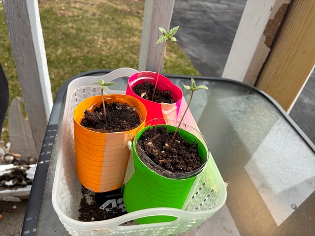 My First Grow — germination, day 13