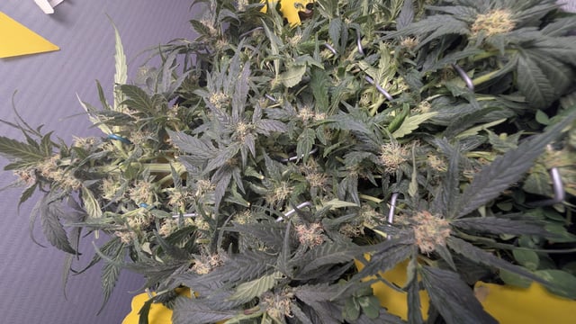 mephisto winter 2026 — flower, day 55