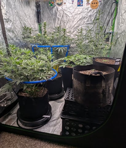 Mixed Grow — grow_setup, day 49