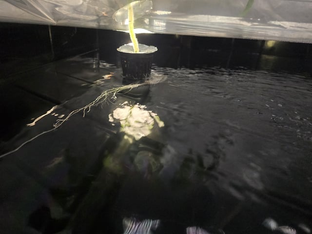 Hydro Roma Tomatoes  — seedling_rooting, day 19