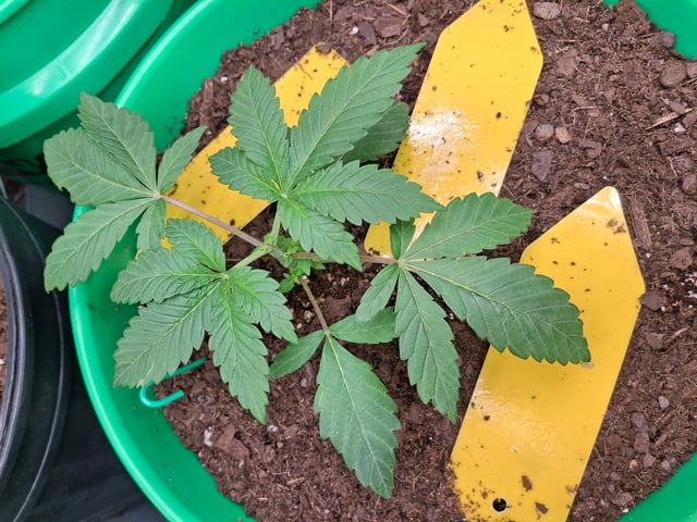 Astro cheese — seedling_rooting, day 26