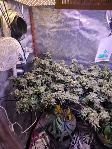 4th Grow — flower, day 13