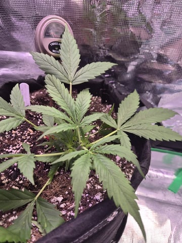 Kalini Asia Auto  — flower, day 46