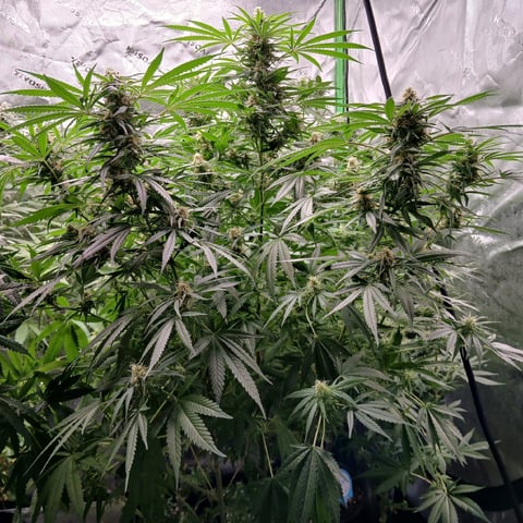 run #3 — flower, day 71