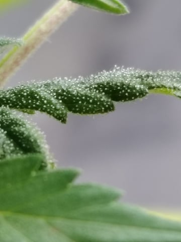 permanent marker feminised  — flower, day 48