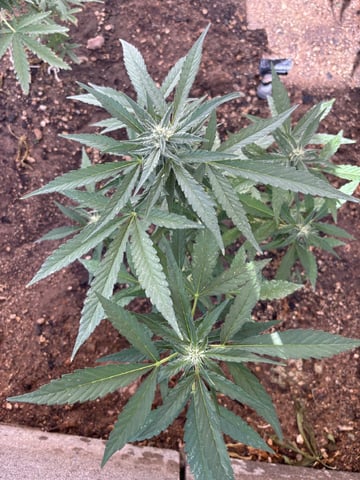 Fast Buds Auto And Special Queen Auto — flower, day 54