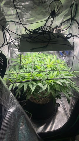 2nd Run — flower, day 78