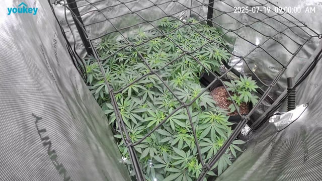 Purple Haze  — flower, day 55