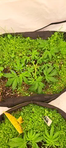 First Grow with the new setup  — vegetative, day 30