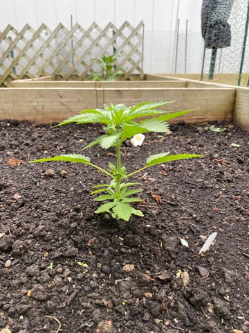 queen of soul X cap junky  — vegetative, day 35