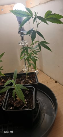  CUTTINGS  — vegetative, day 47