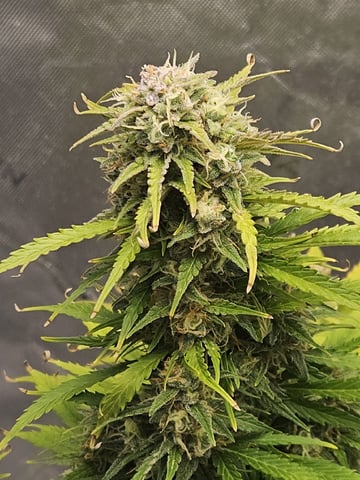 Gorilla Z auto — flower, day 92