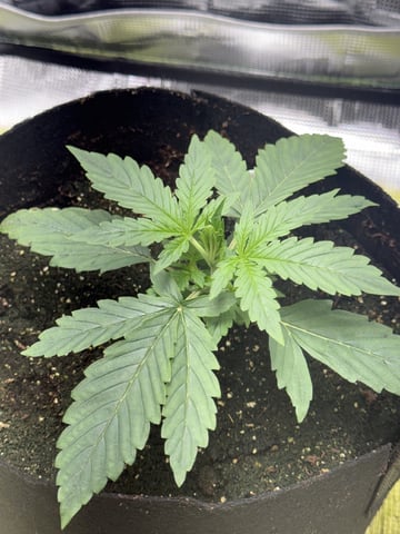 Indoor