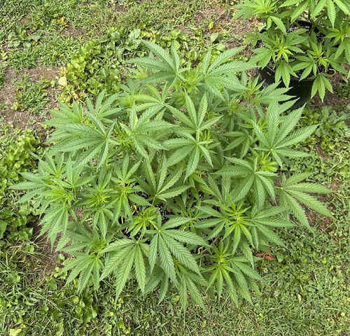 2026 Outdoor — vegetative, day 67