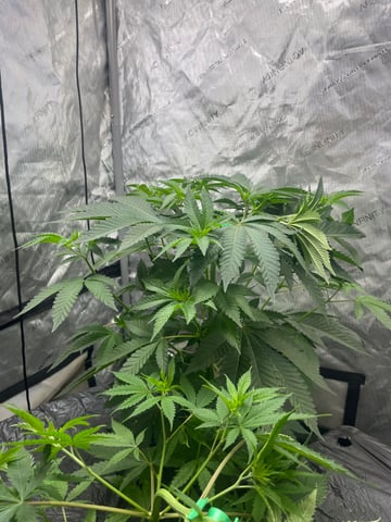 Hollywood — vegetative, day 10