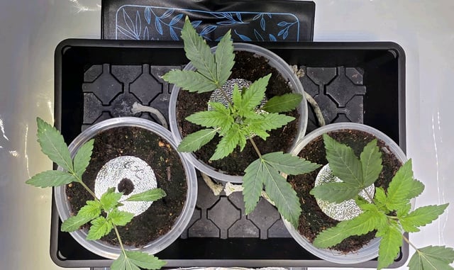 Girl Scout Cookies  — vegetative, day 26