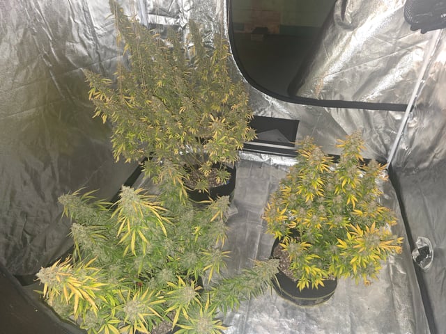 2nd Autoflower Indoor Grow — harvest, day 120