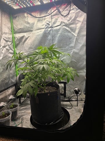 First grow — vegetative, day 43