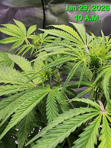 Dos Si Dos. Indica — flower, day 35