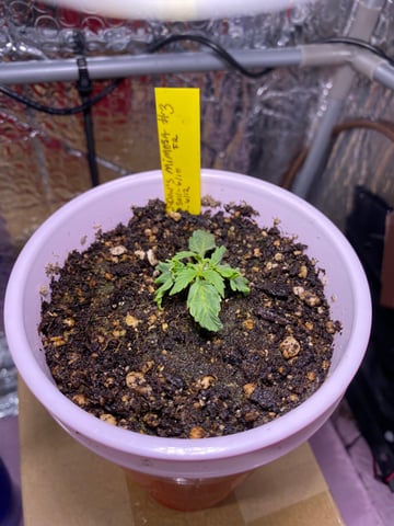 Widows Mimosa(auto) F2 progeny — seedling_rooting, day 21