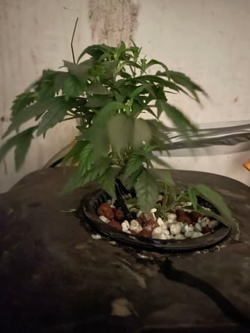 If it's Loose it's got to be a Unicorn.. — vegetative, day 5