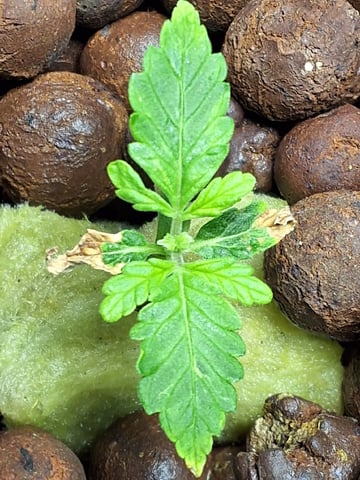 STELLA — seedling_rooting, day 29