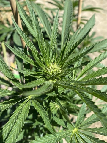 Solfire Gardens Grow — flower, day 108