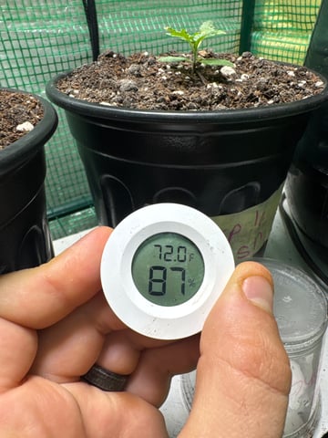 first indoor — vegetative, day 17