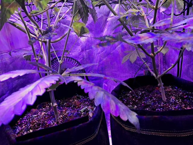 II — flower, day 36