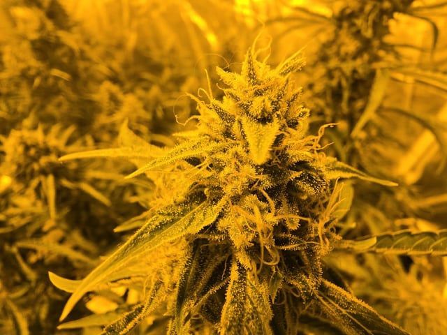 3rd Auto Grow — flower, day 91