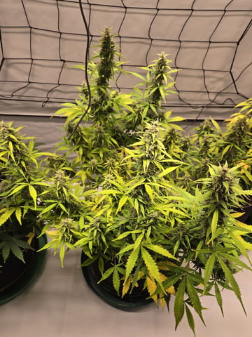 GDP auto 3X5 tent — flower, day 88