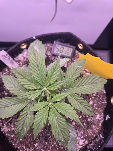 1st Auto Grow (LSD + BrB) - 1st indoor Grow — vegetative, day 19