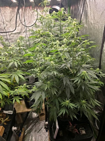 Growing — flower, day 90