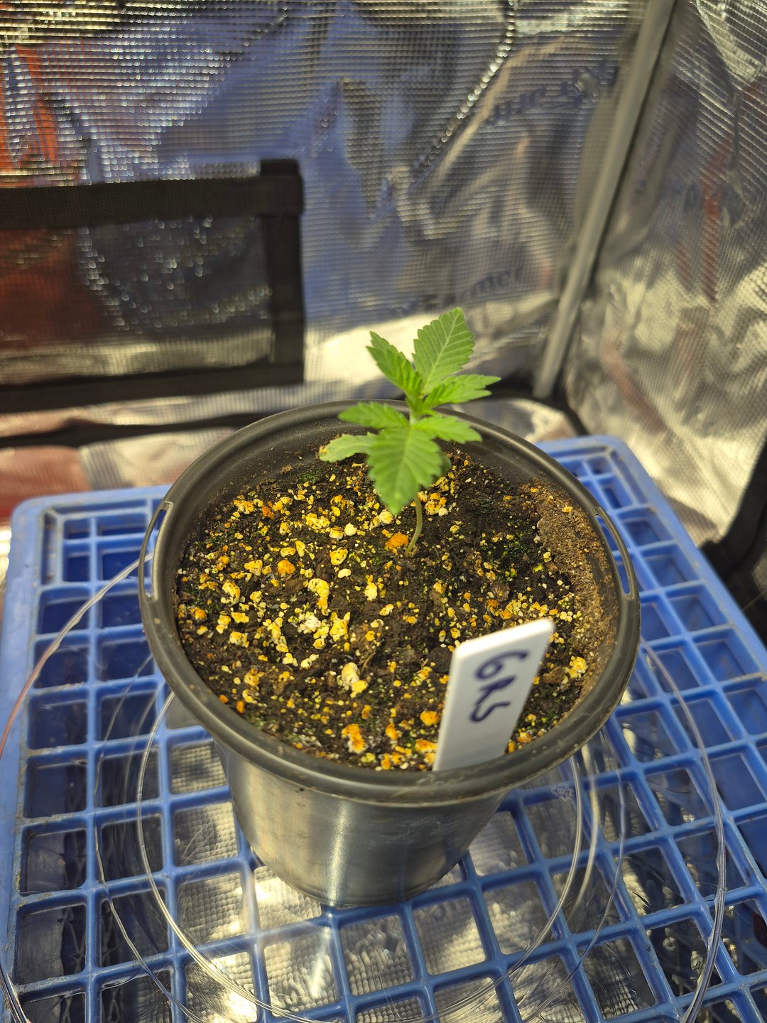 Grow 1 2026 Gelato Rainbow Sherbert 