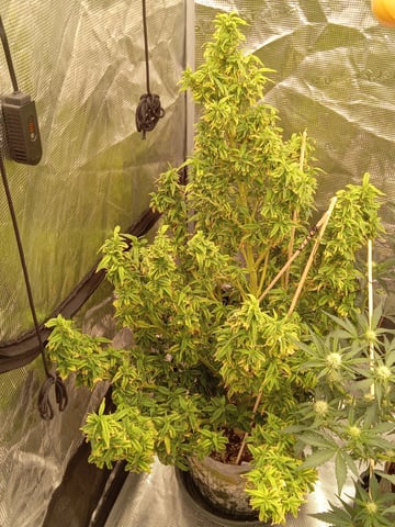 5 Autos — grow_setup, day 15